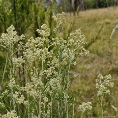 Cassinia longifolia at Lerida, NSW - 17 Jan 2025 by trevorpreston