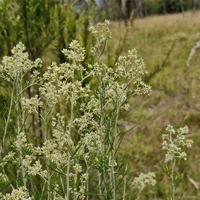 Cassinia laevis (Cough Bush) at Lerida, NSW - 17 Jan 2025 by trevorpreston