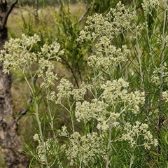 Cassinia laevis at suppressed - suppressed