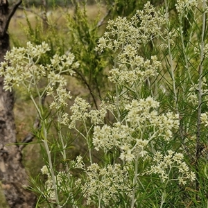 Cassinia laevis at suppressed - suppressed