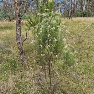 Cassinia laevis at suppressed - suppressed