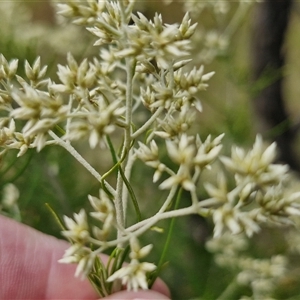 Cassinia laevis at suppressed - suppressed