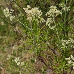 Cassinia laevis at suppressed - suppressed