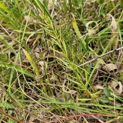 Stackhousia monogyna (Creamy Candles) at Lerida, NSW - 17 Jan 2025 by trevorpreston