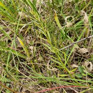 Stackhousia monogyna at Lerida, NSW - 17 Jan 2025 01:15 PM