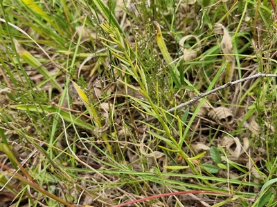 Thesium australe (Austral Toadflax) at Lerida, NSW - 17 Jan 2025 by trevorpreston