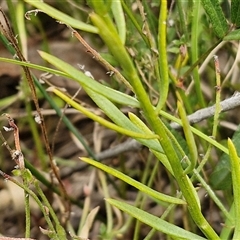 Stackhousia monogyna at Lerida, NSW - 17 Jan 2025 01:15 PM