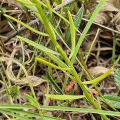 Stackhousia monogyna at Lerida, NSW - 17 Jan 2025 01:15 PM