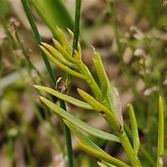 Stackhousia monogyna at Lerida, NSW - 17 Jan 2025 01:15 PM