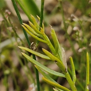 Thesium australe at Lerida, NSW - 17 Jan 2025 01:15 PM