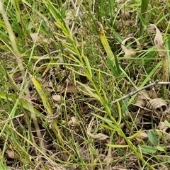 Stackhousia monogyna at Lerida, NSW - 17 Jan 2025 01:15 PM