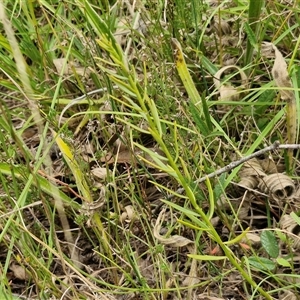 Stackhousia monogyna at Lerida, NSW - 17 Jan 2025 01:15 PM