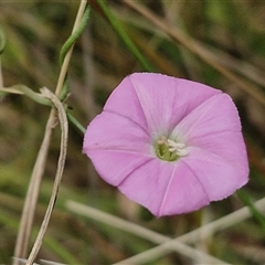 Convolvulus angustissimus subsp. angustissimus at Lerida, NSW - 17 Jan 2025 by trevorpreston