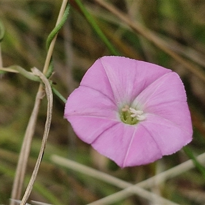 Convolvulus angustissimus subsp. angustissimus (Australian Bindweed) at Lerida, NSW - 17 Jan 2025 by trevorpreston