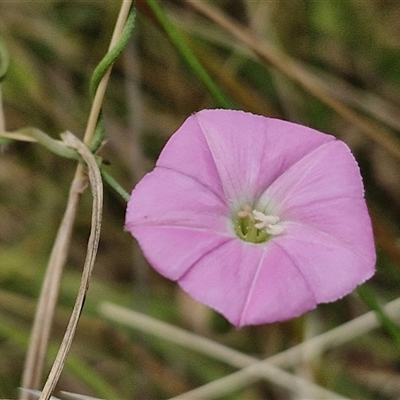 Convolvulus angustissimus subsp. angustissimus at Lerida, NSW - 17 Jan 2025 by trevorpreston