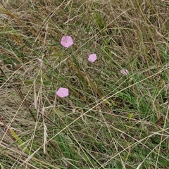 Convolvulus angustissimus subsp. angustissimus at Lerida, NSW - 17 Jan 2025 01:14 PM