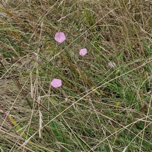 Convolvulus angustissimus subsp. angustissimus at Lerida, NSW - 17 Jan 2025 01:14 PM