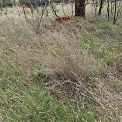 Poa labillardierei at Lerida, NSW - 17 Jan 2025 by trevorpreston