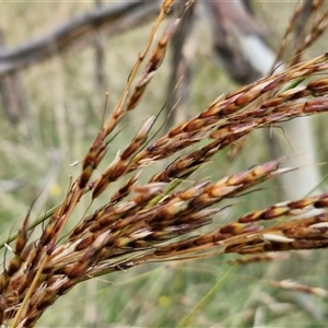 Sorghum leiocladum at Lerida, NSW - 17 Jan 2025 01:10 PM