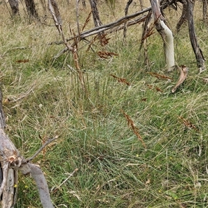 Sorghum leiocladum at Lerida, NSW - 17 Jan 2025 01:10 PM