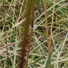 Sorghum leiocladum at Lerida, NSW - 17 Jan 2025 01:10 PM