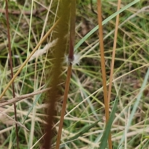 Sorghum leiocladum at Lerida, NSW - 17 Jan 2025 01:10 PM