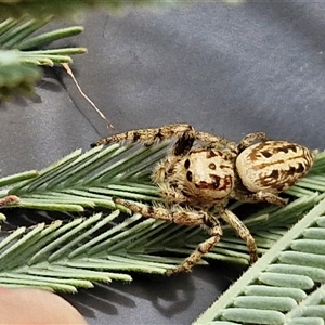 Opisthoncus sp. (genus) at Lerida, NSW - 17 Jan 2025 01:04 PM