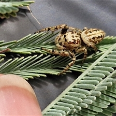 Opisthoncus sp. (genus) at Lerida, NSW - 17 Jan 2025 01:04 PM