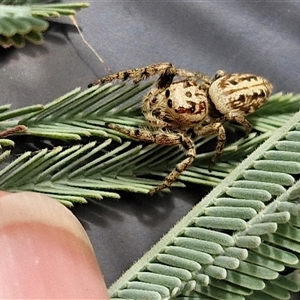 Opisthoncus sp. (genus) at Lerida, NSW - 17 Jan 2025 01:04 PM