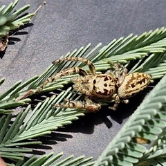 Opisthoncus sp. (genus) at Lerida, NSW - 17 Jan 2025 01:04 PM