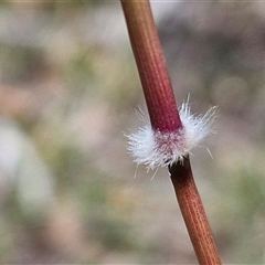 Rytidosperma sp. at Lerida, NSW - 17 Jan 2025 by trevorpreston