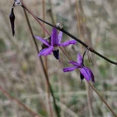 Arthropodium fimbriatum at Lerida, NSW - 17 Jan 2025 by trevorpreston