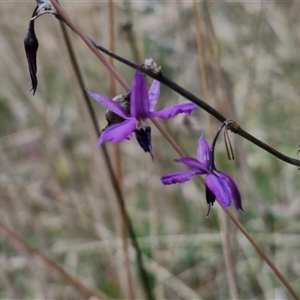 Arthropodium fimbriatum at Lerida, NSW - 17 Jan 2025 01:03 PM