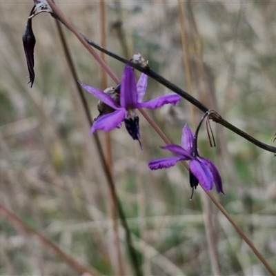 Arthropodium fimbriatum at Lerida, NSW - 17 Jan 2025 by trevorpreston