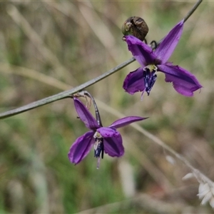 Arthropodium fimbriatum at Lerida, NSW - 17 Jan 2025 01:03 PM