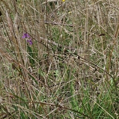 Arthropodium fimbriatum at Lerida, NSW - 17 Jan 2025 01:03 PM