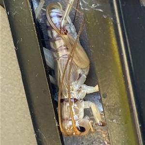 Gryllacrididae (family) at Whitlam, ACT - suppressed