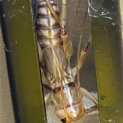 Gryllacrididae (family) at Whitlam, ACT - suppressed