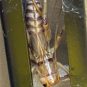 Gryllacrididae (family) at Whitlam, ACT - 17 Jan 2025