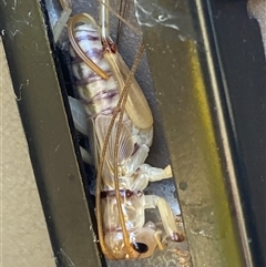 Gryllacrididae (family) at Whitlam, ACT - suppressed