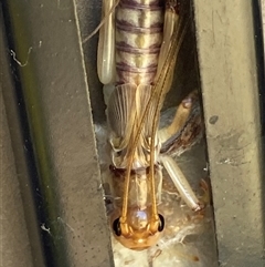 Gryllacrididae (family) at Whitlam, ACT - suppressed