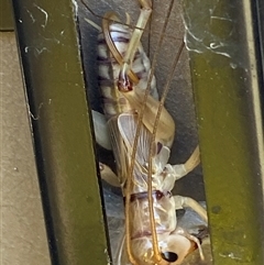 Gryllacrididae (family) at Whitlam, ACT - suppressed