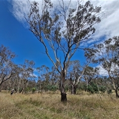 Eucalyptus rubida (Candlebark) at Lerida, NSW - 17 Jan 2025 by trevorpreston