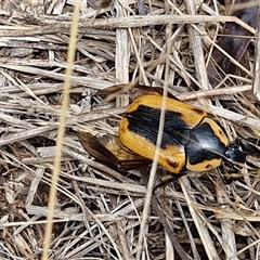 Chondropyga dorsalis (Cowboy beetle) at Lerida, NSW - 17 Jan 2025 by trevorpreston