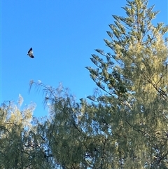 Haliaeetus leucogaster (White-bellied Sea-Eagle) at Woodgate, QLD - 19 Jun 2024 by IHendy01