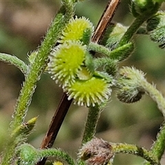 Hackelia suaveolens at Lerida, NSW - 17 Jan 2025 by trevorpreston