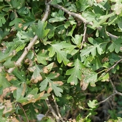 Crataegus monogyna at Lerida, NSW - 17 Jan 2025 by trevorpreston