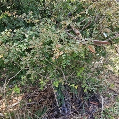 Crataegus monogyna at Lerida, NSW - 17 Jan 2025 12:55 PM