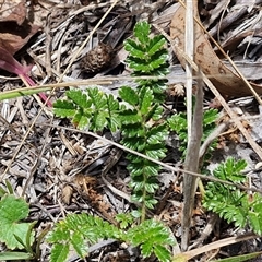 Acaena (genus) at Lerida, NSW - 17 Jan 2025 by trevorpreston