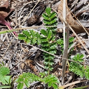 Acaena (genus) at Lerida, NSW by trevorpreston